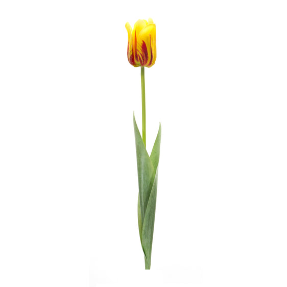 Yellow and Red Tulip Stem, Set of 6